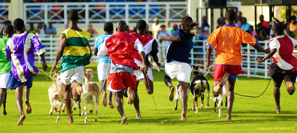 goat_race_b