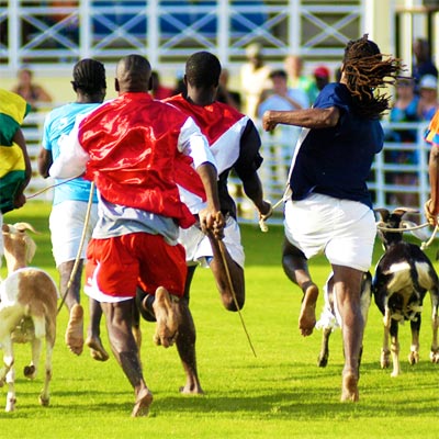Buccoo Goat Race