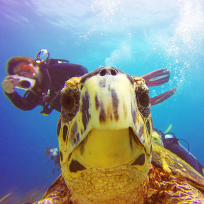 The Buccoo Reef